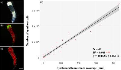 Host Genotypic Effect on Algal Symbiosis Establishment in the Coral Model, the Anemone Exaiptasia diaphana, From the Great Barrier Reef